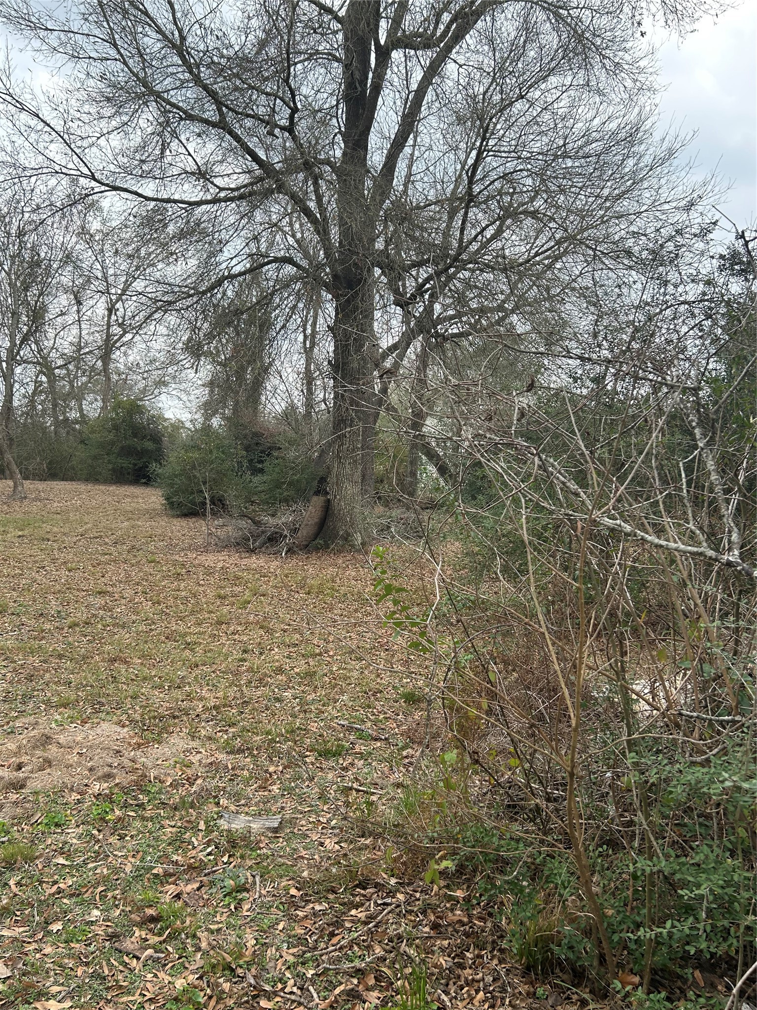 0 Pin Oak Drive Highlands, TX 77562 - Photo 4 of 6