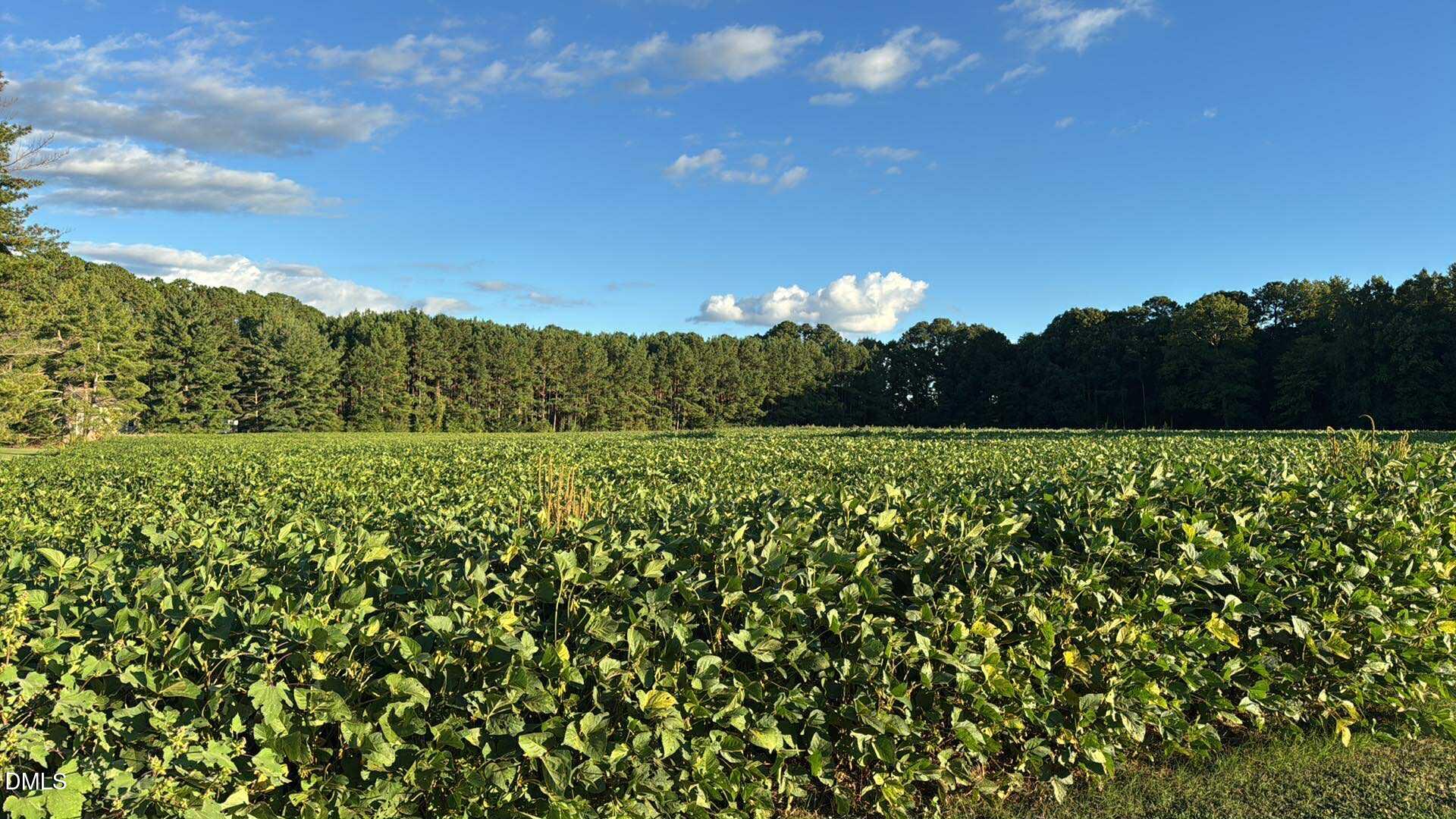 a view of a big yard