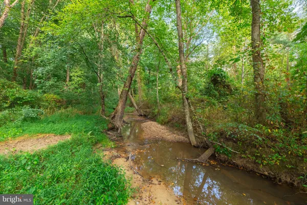 a view of a forest with trees