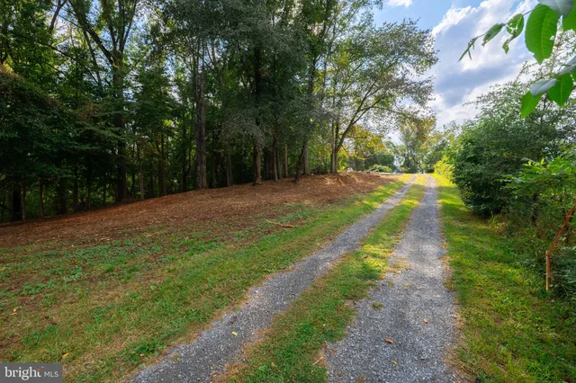 a view of a yard with large trees