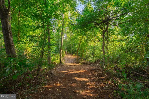 a view of a forest with trees in the background