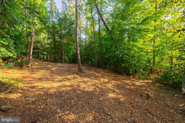 a view of a yard with a tree