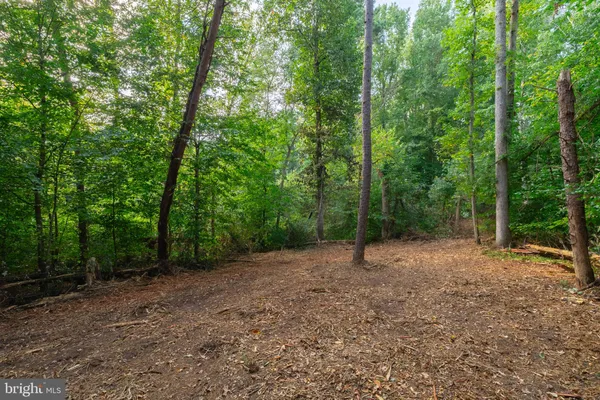 a view of a forest with trees in the background