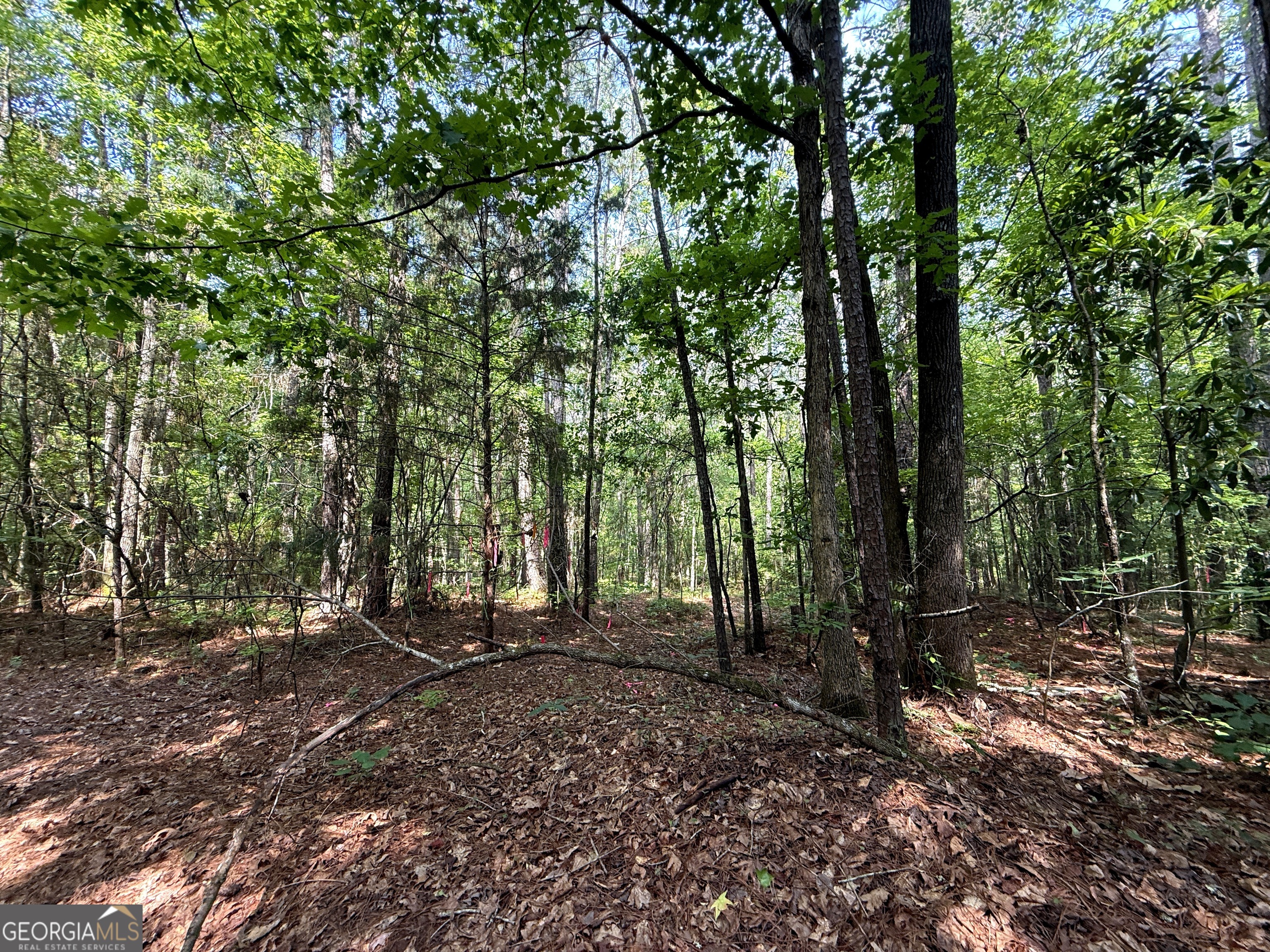 2391 Chalybeate Road Manchester, GA 31816 - Photo 11 of 15 a view of outdoor space with lots of trees