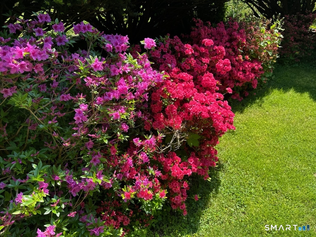405 Fort Hale Road New Haven, CT 06512 - Photo 33 of 33 Blooming azaleas