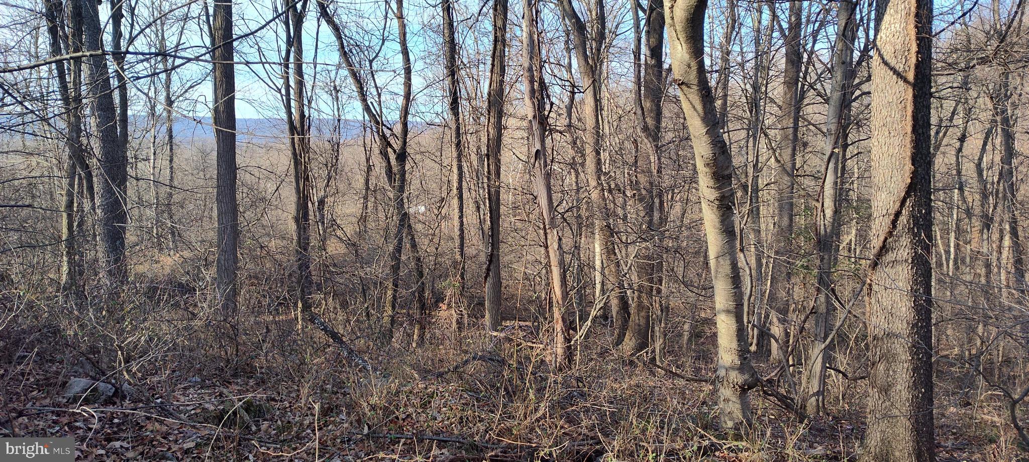 1339 Spruce Hill Road Port Royal, PA 17082 - Photo 22 of 114 Serene woodland retreat in early spring.