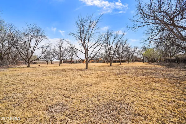 a view of yard with trees