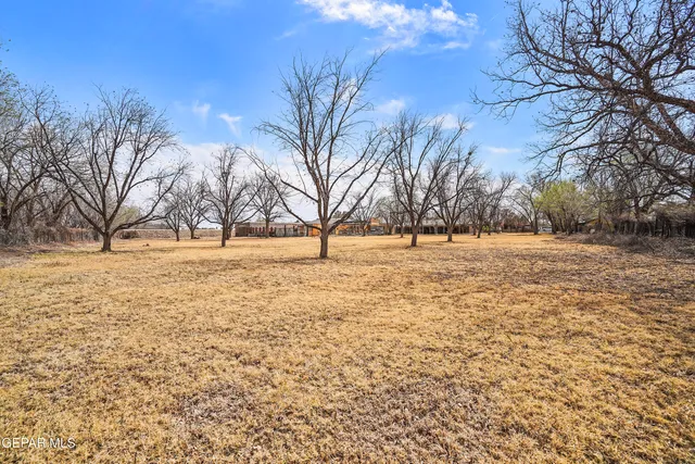 a view of yard with trees