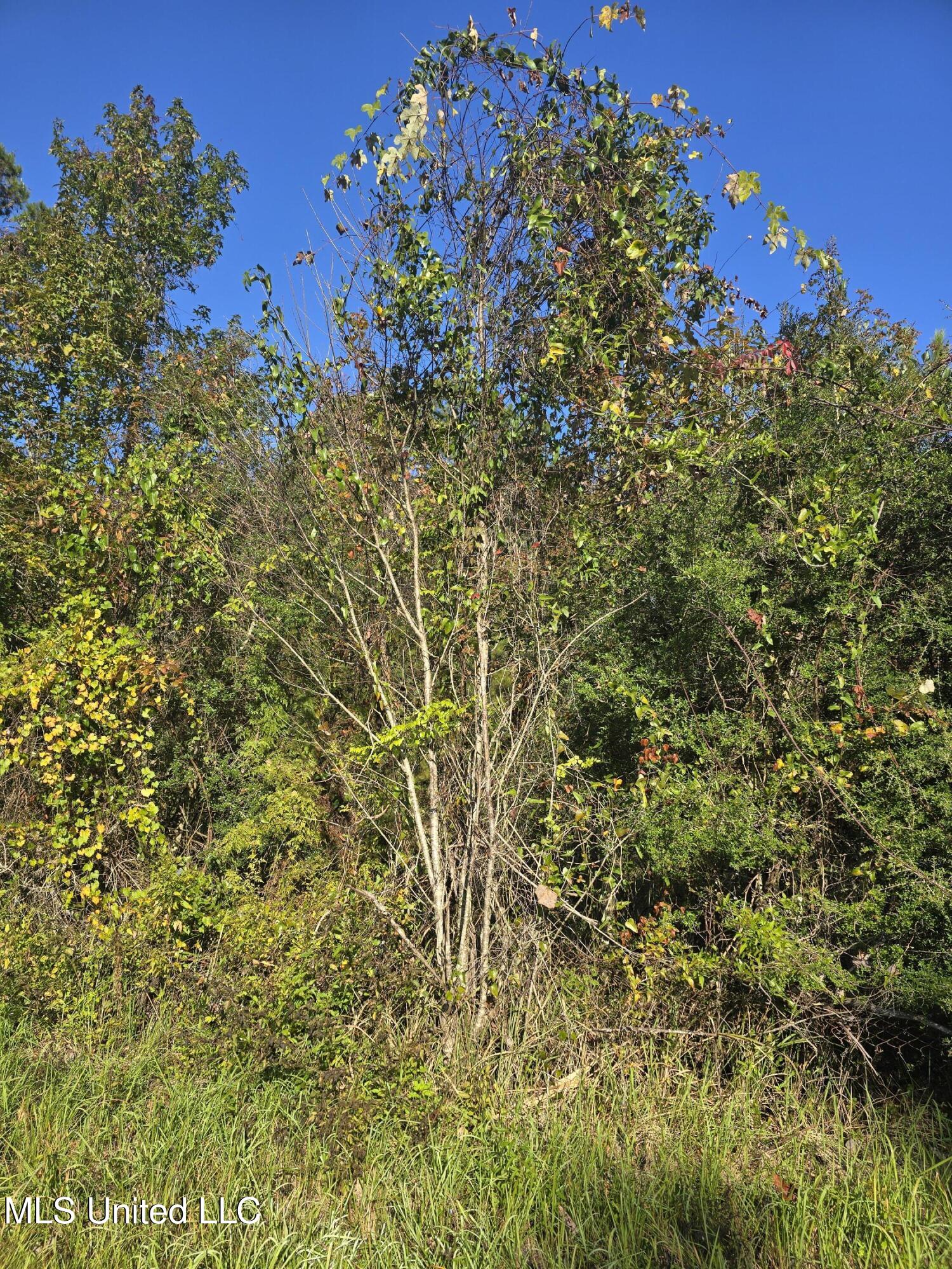 Maple Cove Vancleave, MS 39565 - Photo 1 of 1 APPLEGATE JIM RAMSAY LANDLOCKED