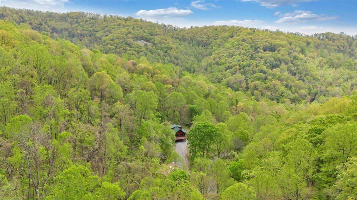 13357 Callaway Road Callaway, VA 24067 - Photo 48 of 62 a view of a forest with a lush green forest