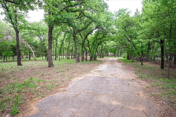 a view of a forest with trees in the background