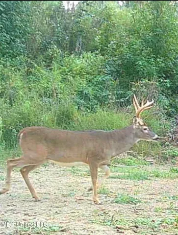 $569,000 | 2822 Stevens Road, Yazoo City, MS 39194