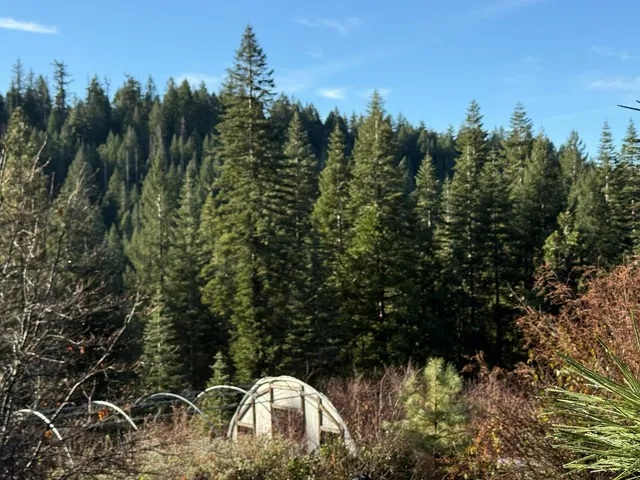a view of a forest with a tree in the background