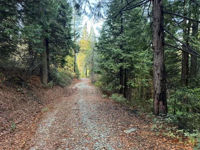 a view of a forest with trees in the background