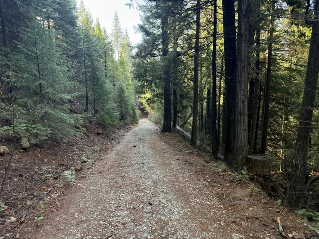 a view of a forest with trees in the background