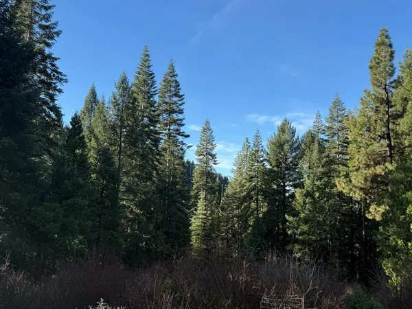 a view of a forest with a tree