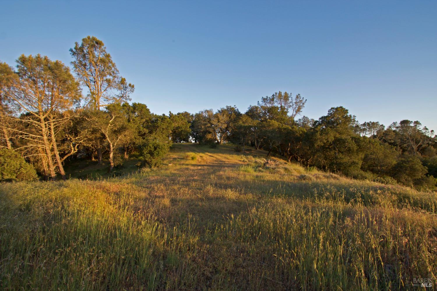 a view of a field of grass and trees