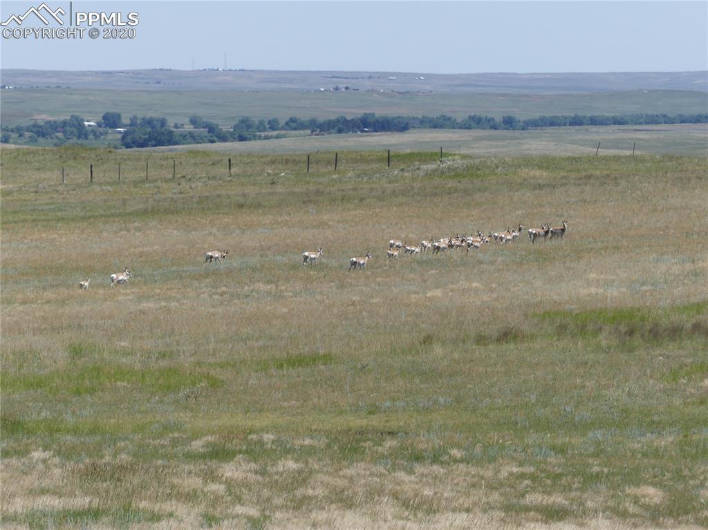 -vacant) Fairplay Road Calhan, CO 80808 - Photo 14 of 21 Antelope herd on adjoining property east