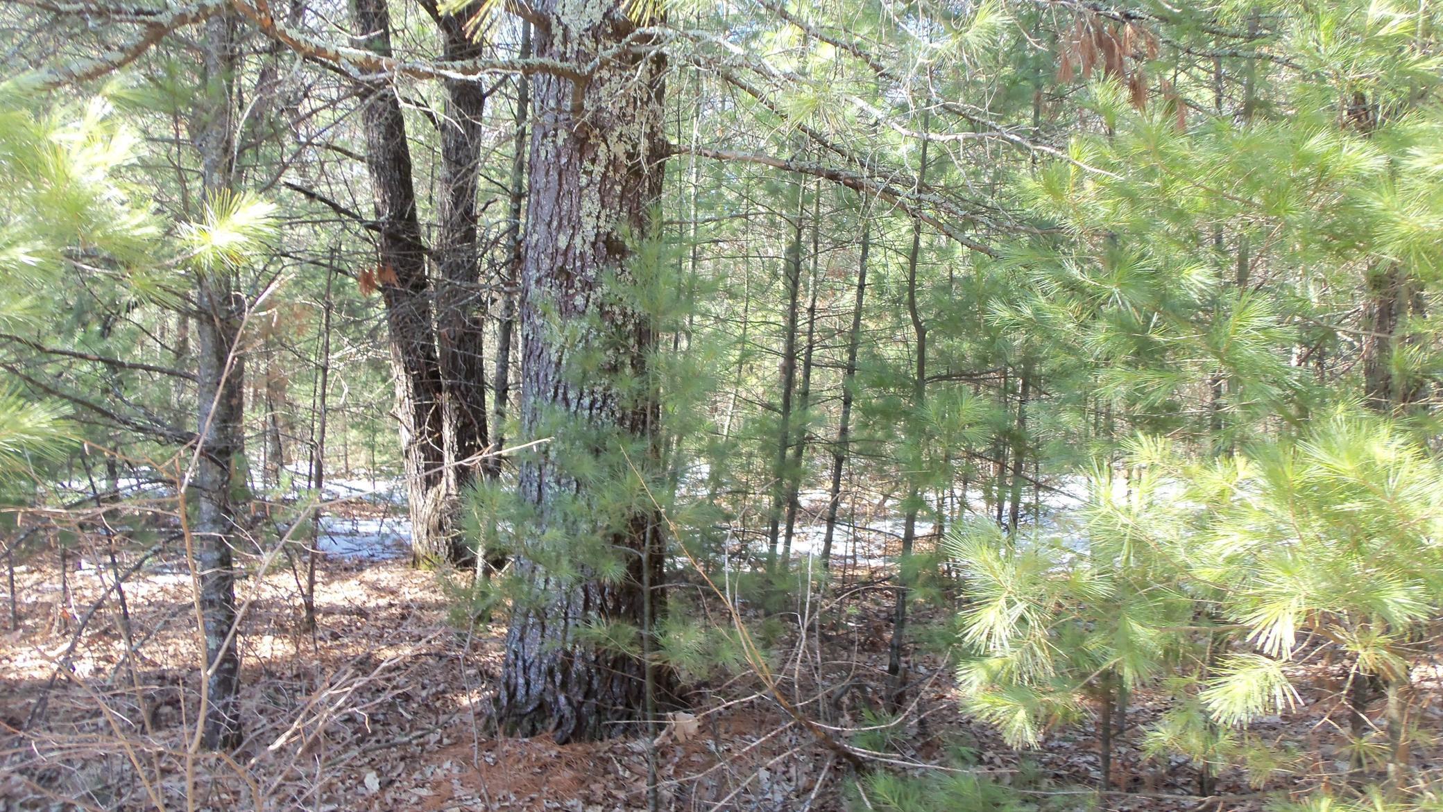 Lot 6 Larson Road Grantsburg, WI 54840 - Photo 1 of 1 Gallery Image 1
