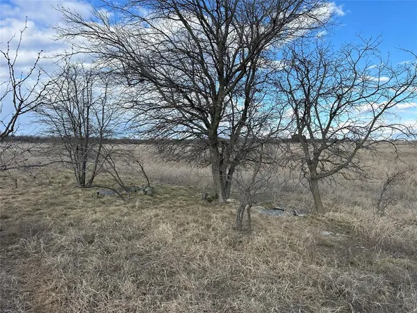 a view of a dry yard with trees