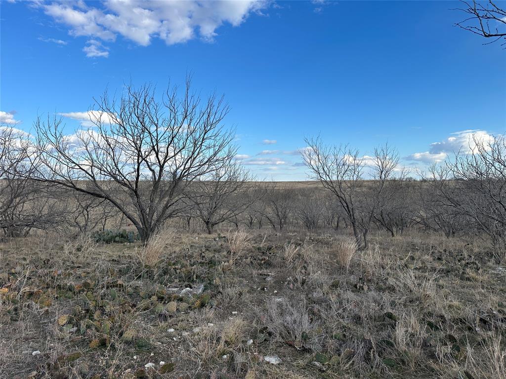 116 Comanche Lake Road Comanche, TX 76442 - Photo 9 of 23 a view of a dry yard with trees