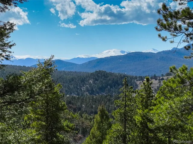 a view of a tree in a field with a tree in the background