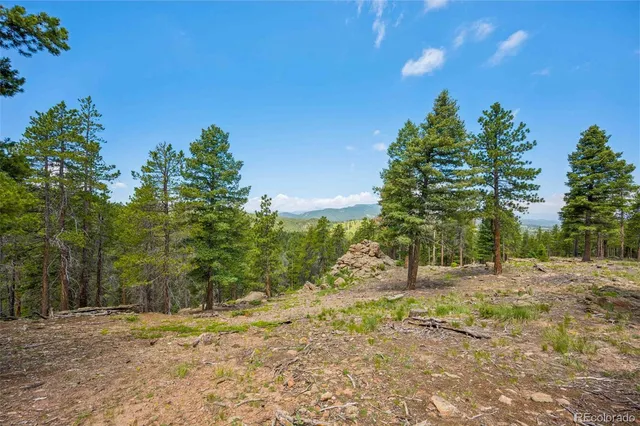 a view of dirt yard with large trees