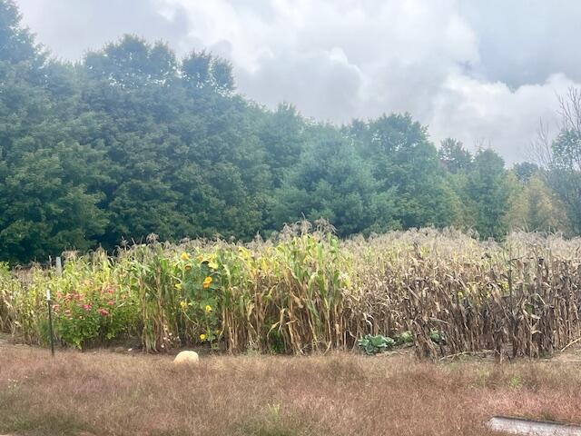 Nine 9 Mile Road Kaleva, MI 49645 - Photo 6 of 31 IMG_6874