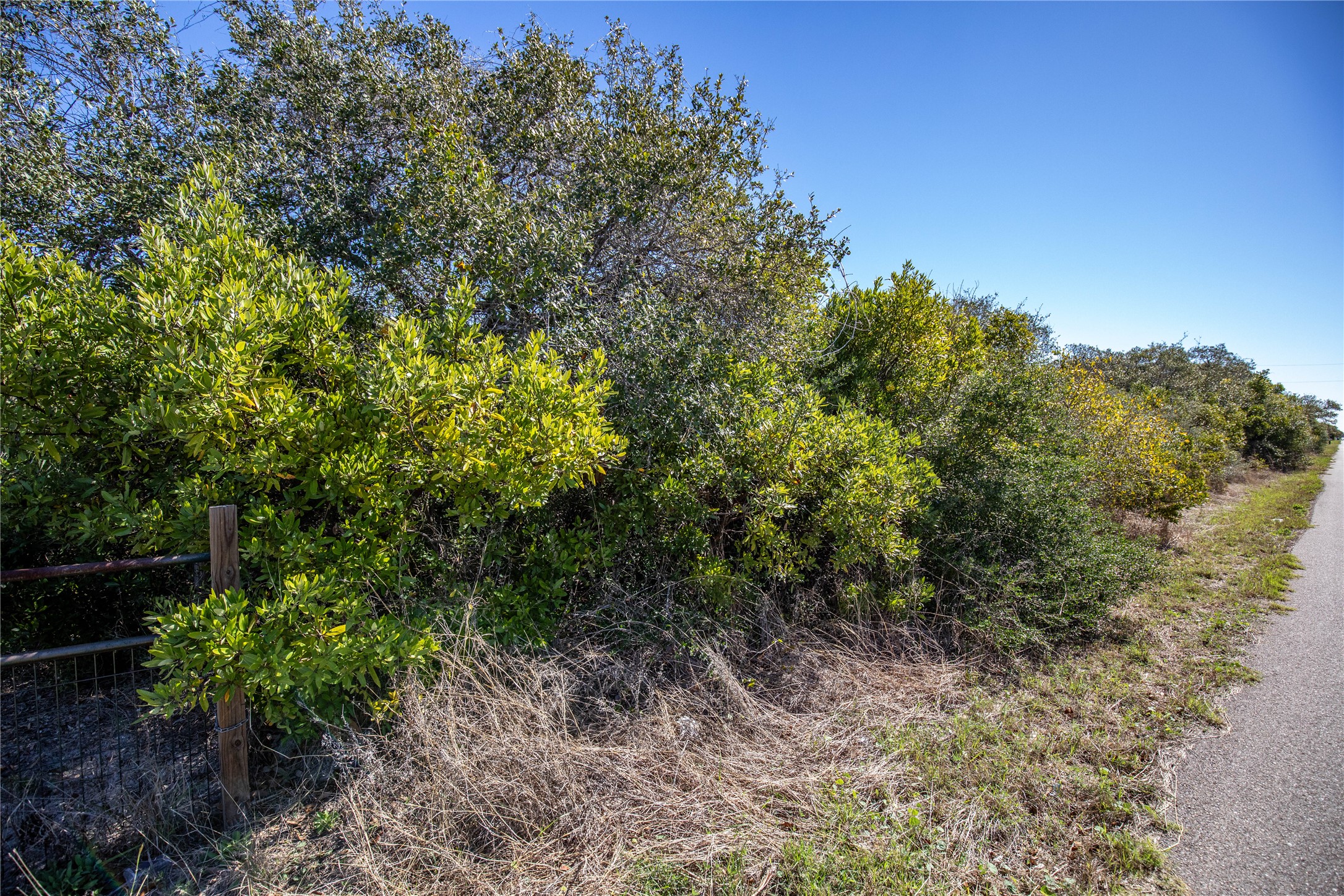 13 Rhodes Avenue Aransas Pass, TX 78336 - Photo 26 of 37 a view of a yard with plants and large trees