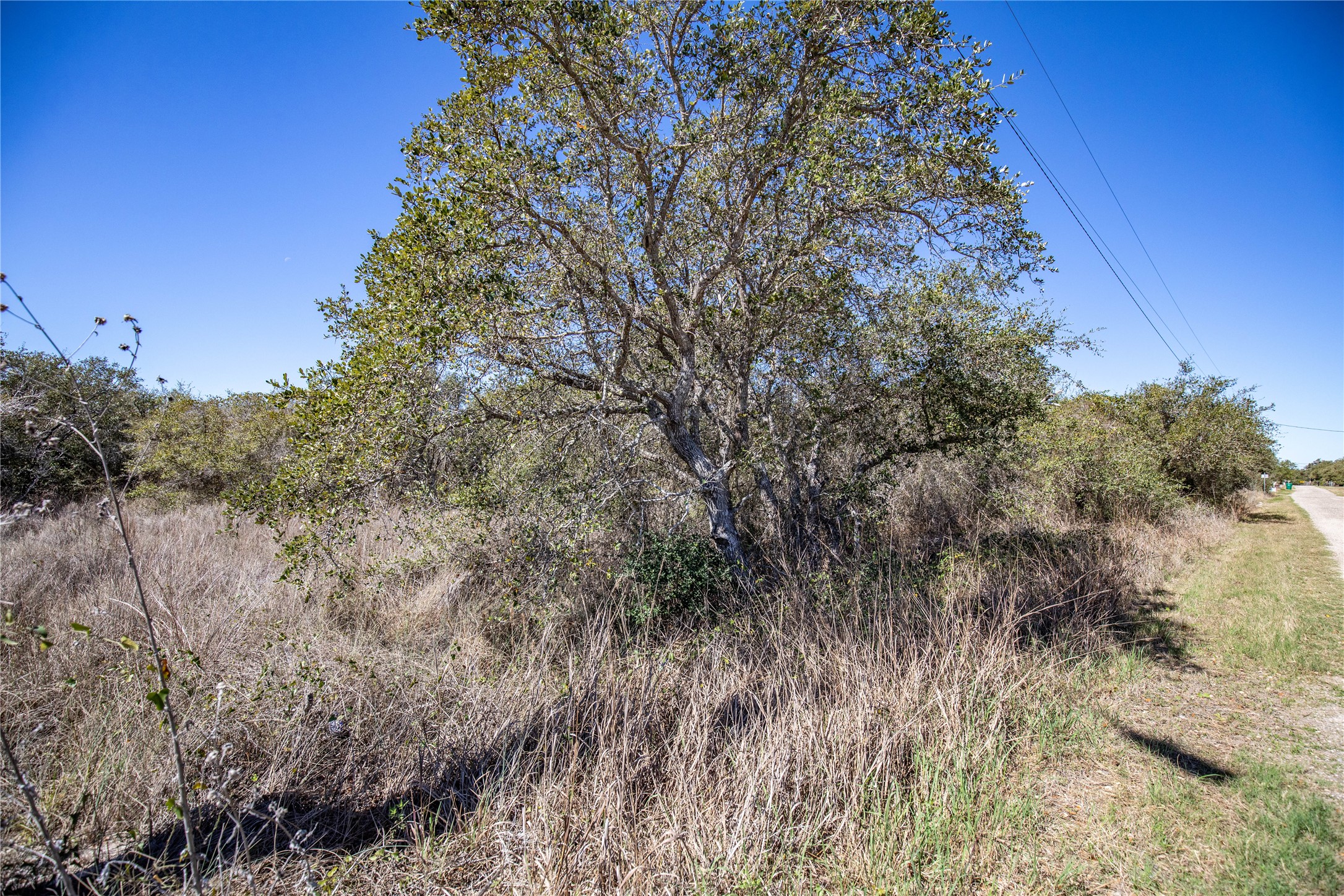 13 Rhodes Avenue Aransas Pass, TX 78336 - Photo 29 of 37 a view of a forest with lots of trees