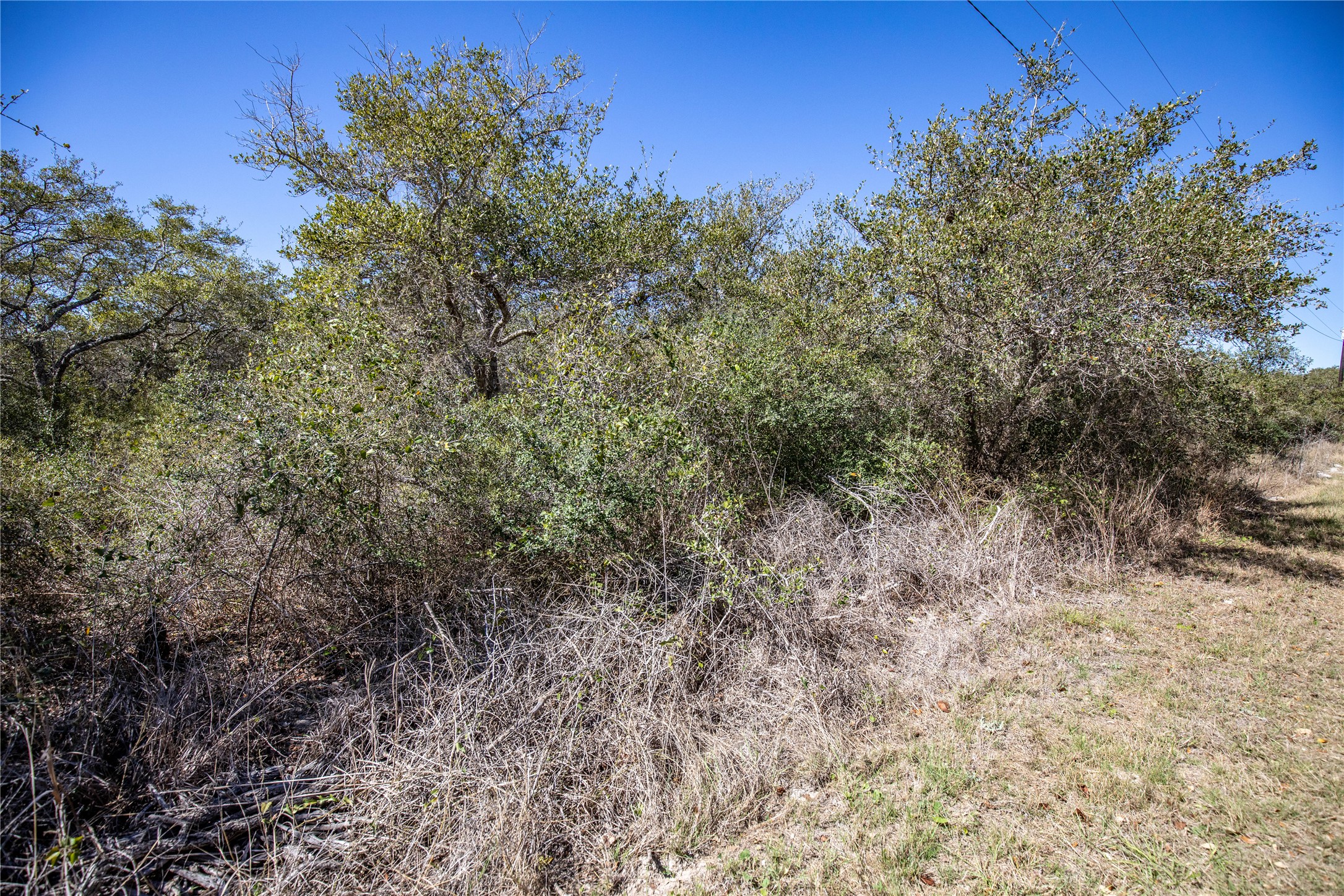 13 Rhodes Avenue Aransas Pass, TX 78336 - Photo 30 of 37 a view of a forest with a tree in the background