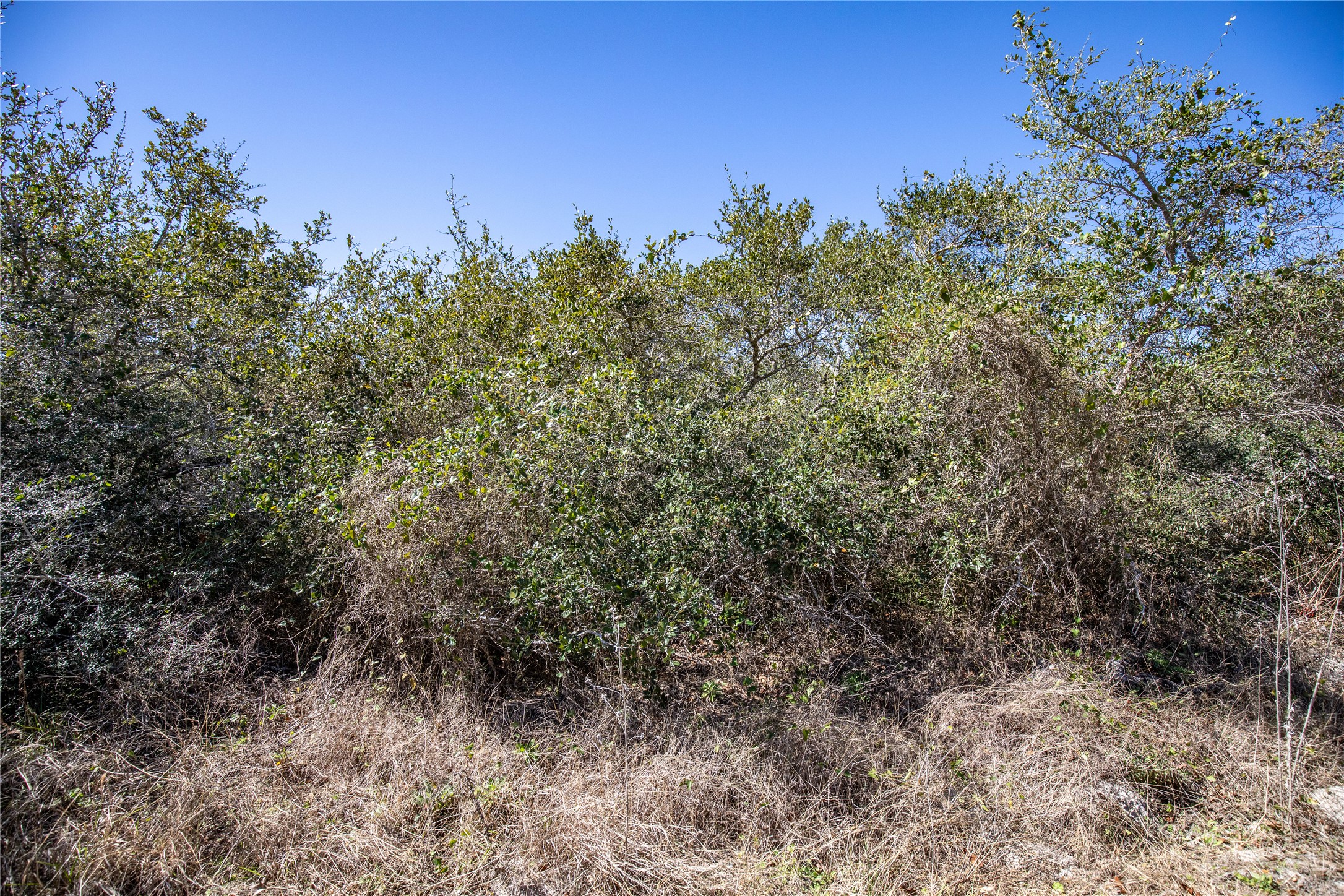 13 Rhodes Avenue Aransas Pass, TX 78336 - Photo 31 of 37 a view of a forest with trees in the background