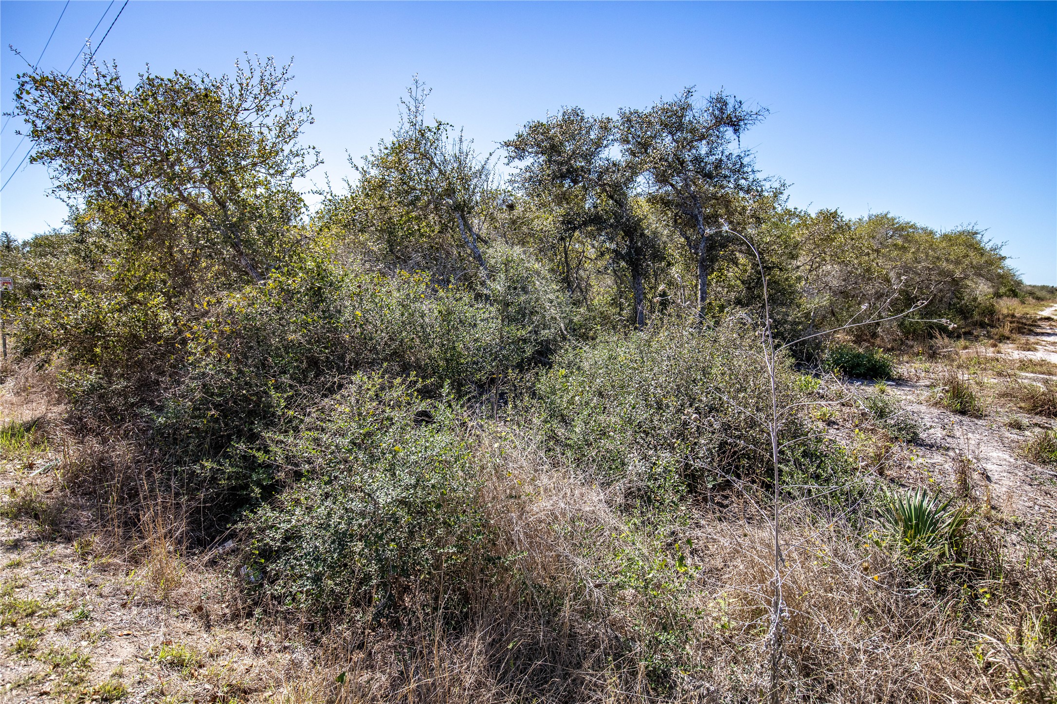 13 Rhodes Avenue Aransas Pass, TX 78336 - Photo 33 of 37 a view of a forest with a tree in the background