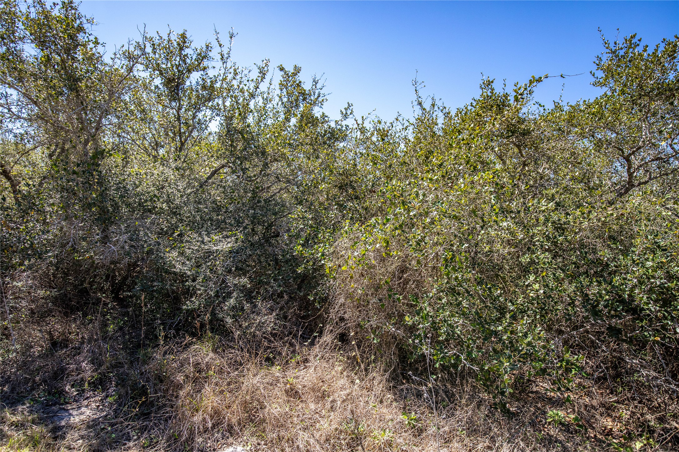 13 Rhodes Avenue Aransas Pass, TX 78336 - Photo 36 of 37 a view of a yard with a tree