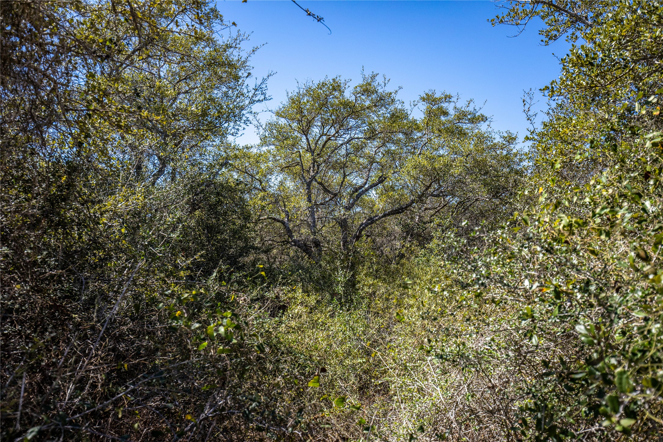 13 Rhodes Avenue Aransas Pass, TX 78336 - Photo 37 of 37 a view of a tree with a tree