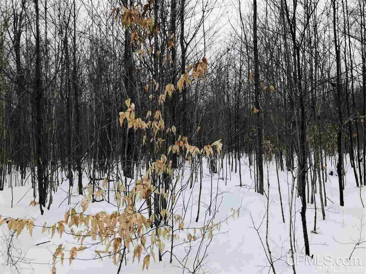 Tbd East Edge Road Germfask, MI 49836 - Photo 5 of 5