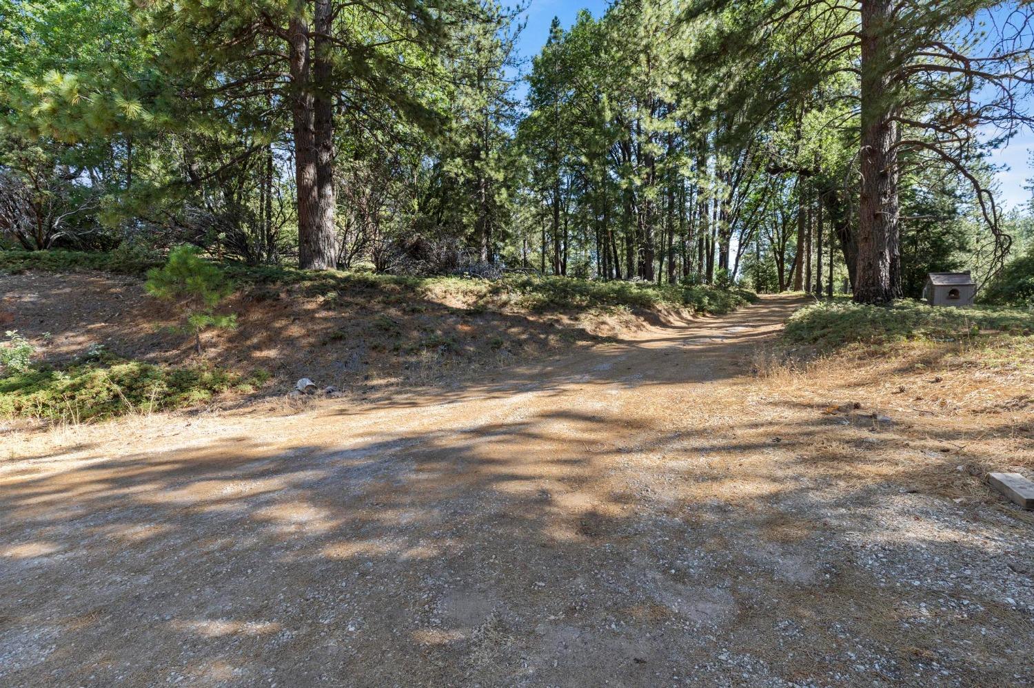 25251 Canterbury Road Pioneer, CA 95666 - Photo 16 of 35 a view of a yard with a tree