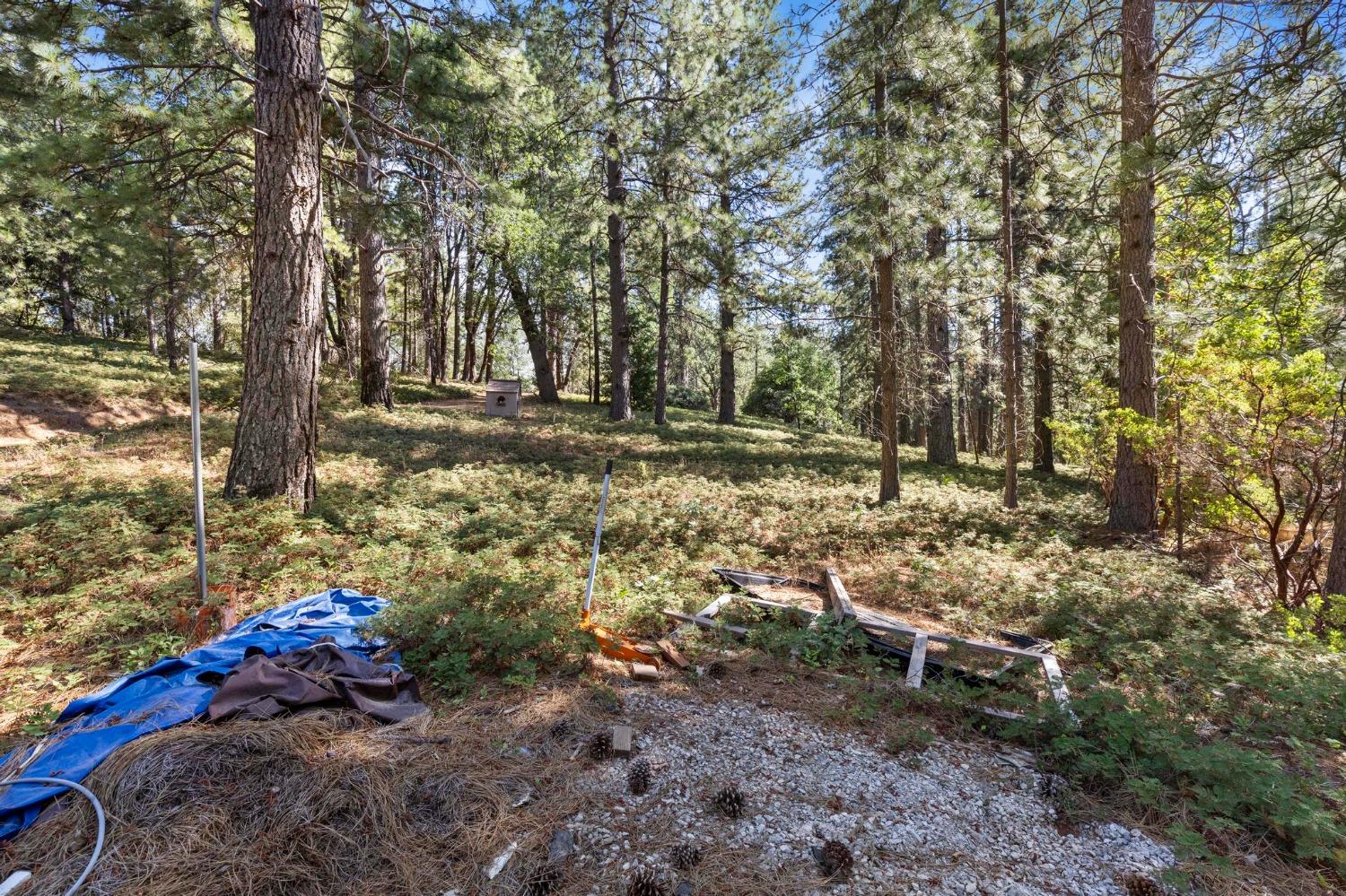25251 Canterbury Road Pioneer, CA 95666 - Photo 16 of 33 a view of yard with trees