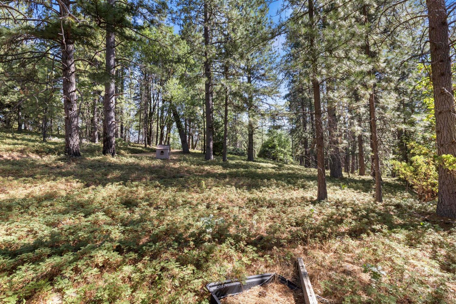 25251 Canterbury Road Pioneer, CA 95666 - Photo 18 of 35 a backyard of a house with lots of green space