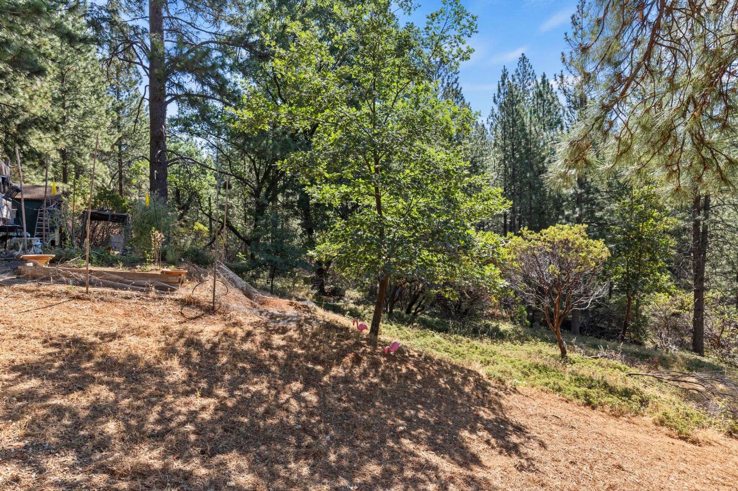 25251 Canterbury Road Pioneer, CA 95666 - Photo 22 of 33 a view of a yard with plants and trees