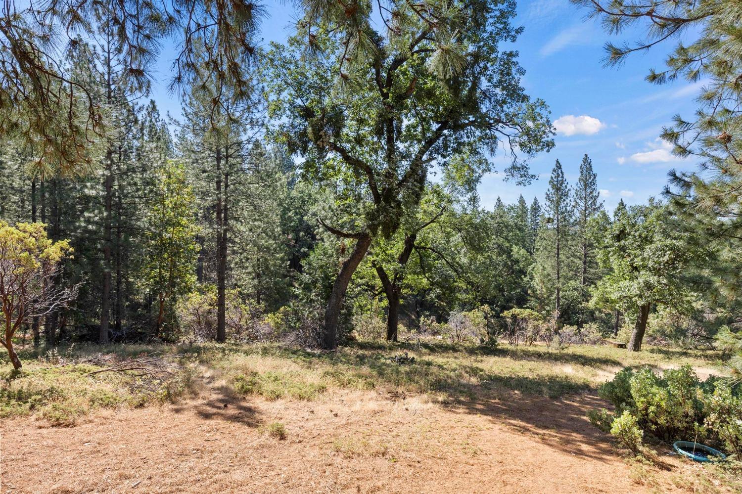 25251 Canterbury Road Pioneer, CA 95666 - Photo 25 of 35 a view of a yard with trees
