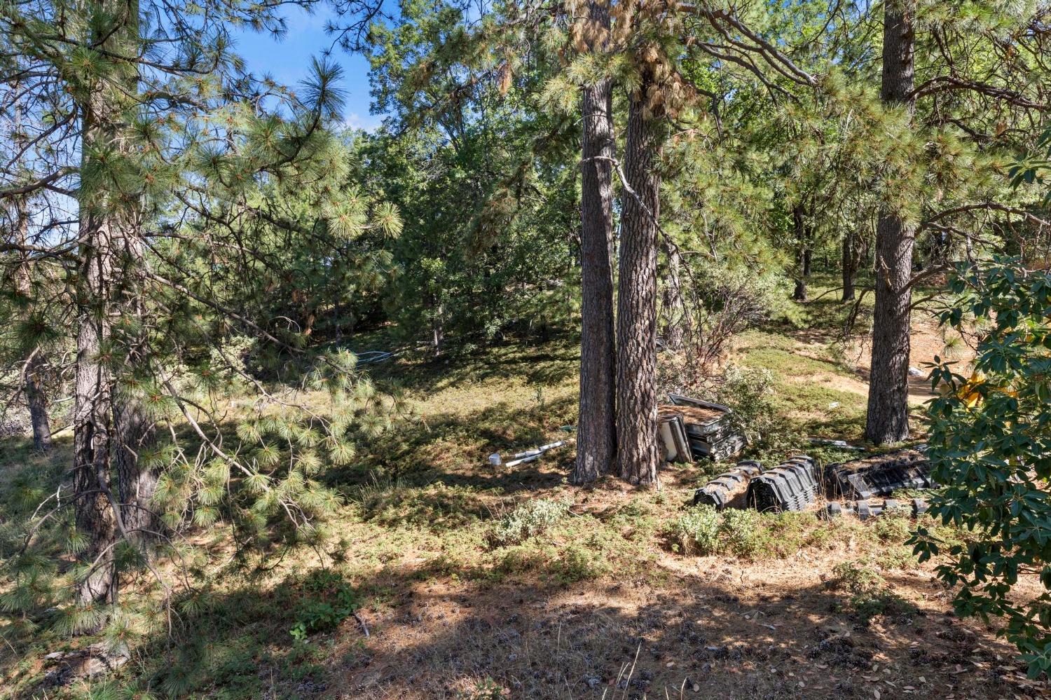 25251 Canterbury Road Pioneer, CA 95666 - Photo 28 of 35 a view of a tree in a yard