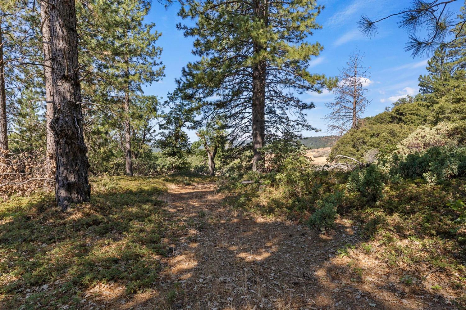 25251 Canterbury Road Pioneer, CA 95666 - Photo 28 of 33 a view of a tree in a yard