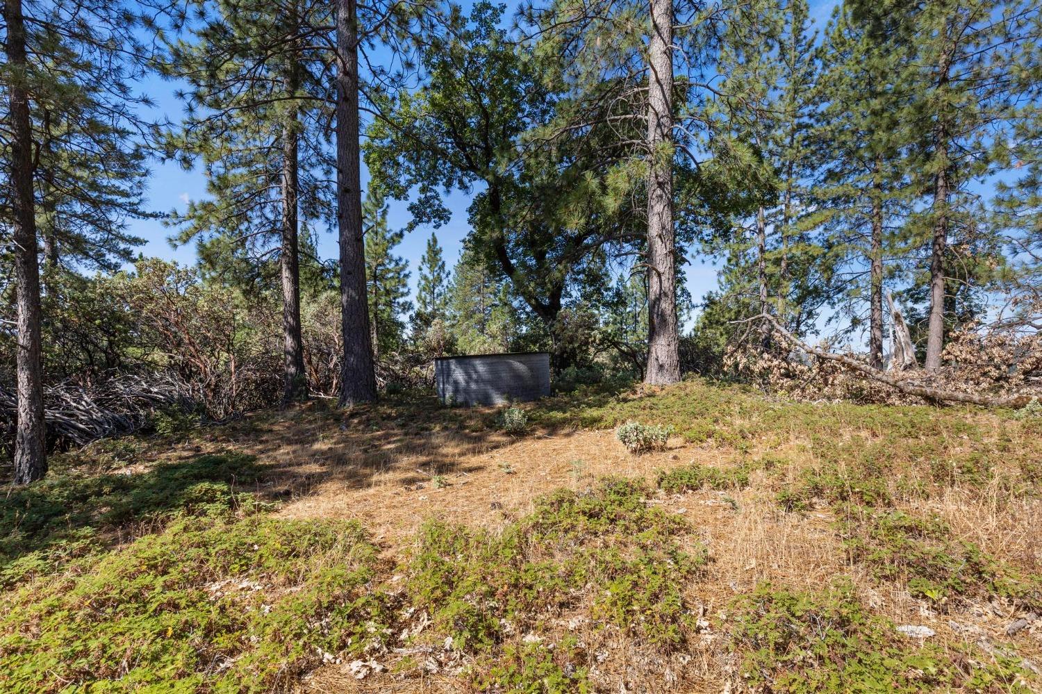 25251 Canterbury Road Pioneer, CA 95666 - Photo 30 of 33 a view of a yard with trees