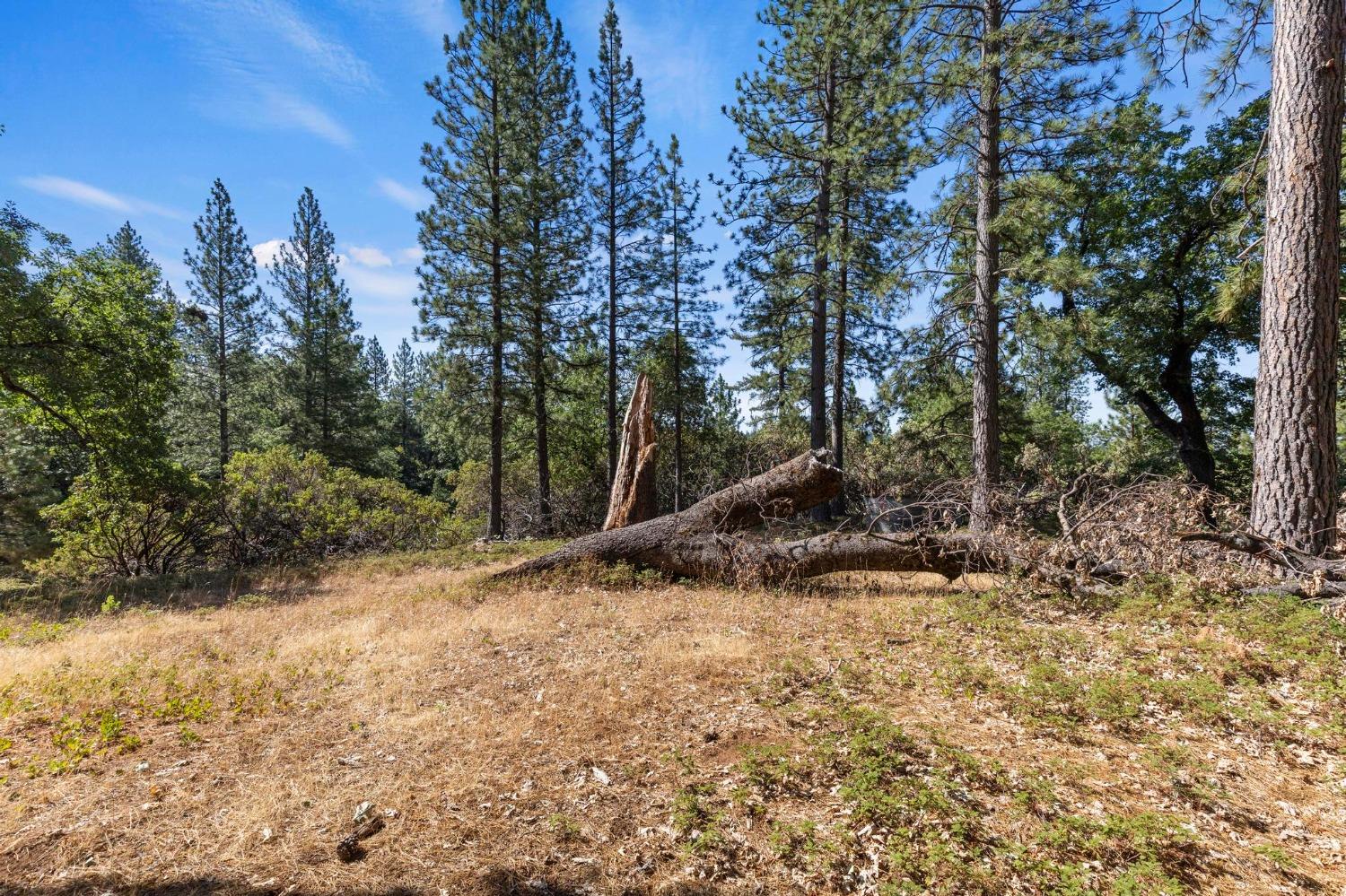 25251 Canterbury Road Pioneer, CA 95666 - Photo 31 of 35 a view of a tree with a yard