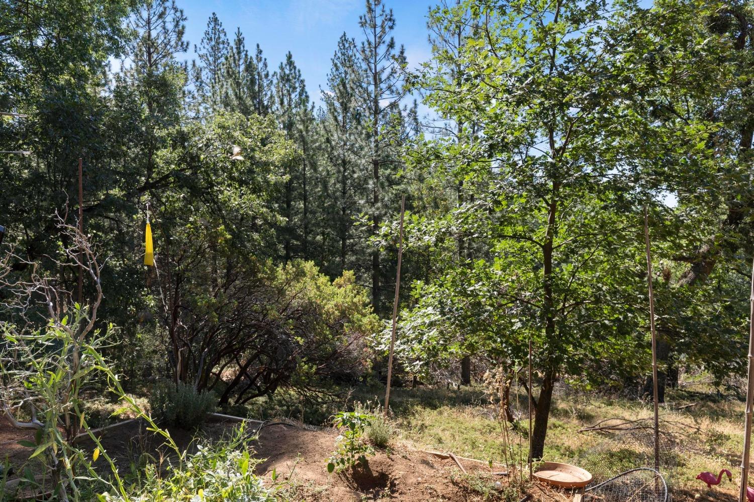 25251 Canterbury Road Pioneer, CA 95666 - Photo 35 of 35 a view of a tree in a yard