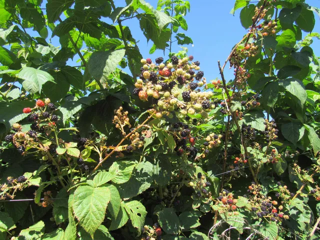 $75,900 | 258 Elm Street, Barton, VT 05822