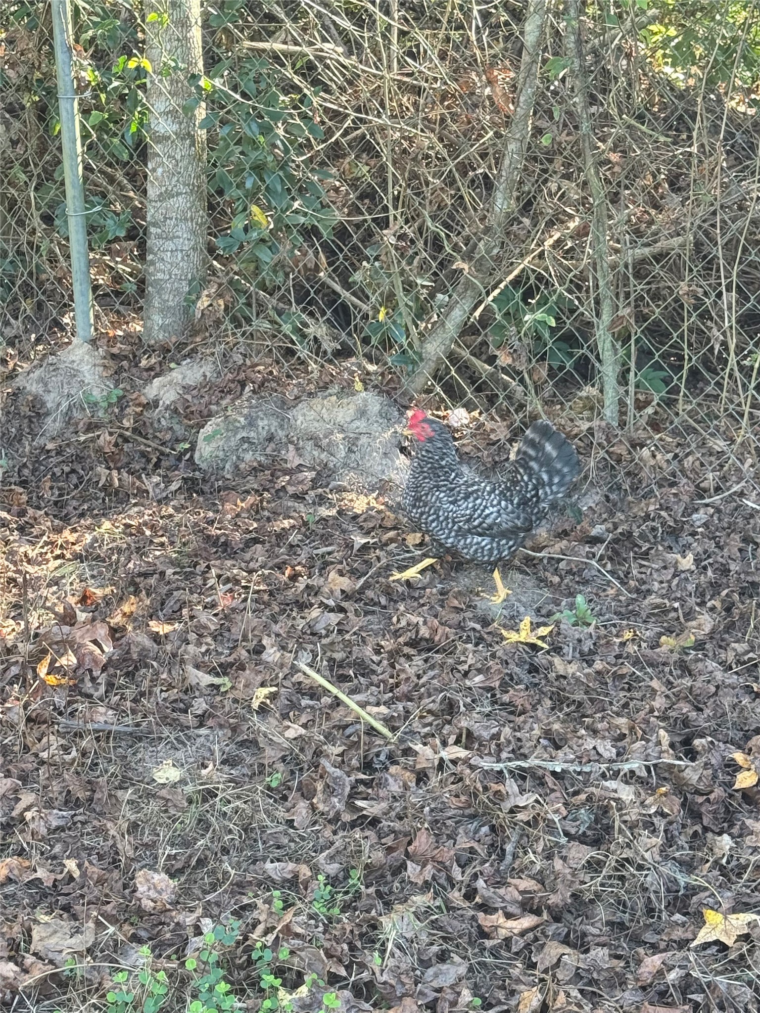 211 Johnson Street Liberty, TX 77575 - Photo 23 of 31