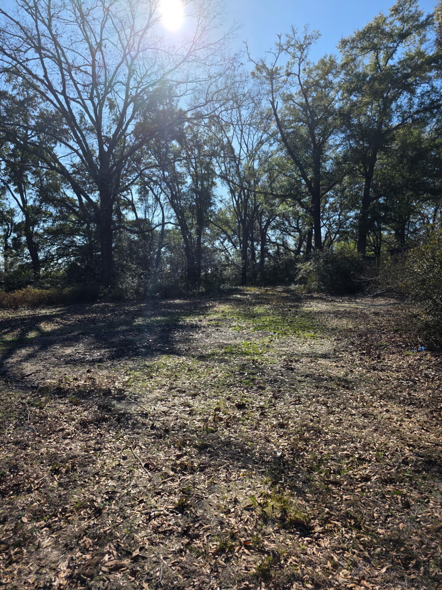 4977 Douglas Ferry Road Caryville, FL 32427 - Photo 4 of 16 a view of a yard