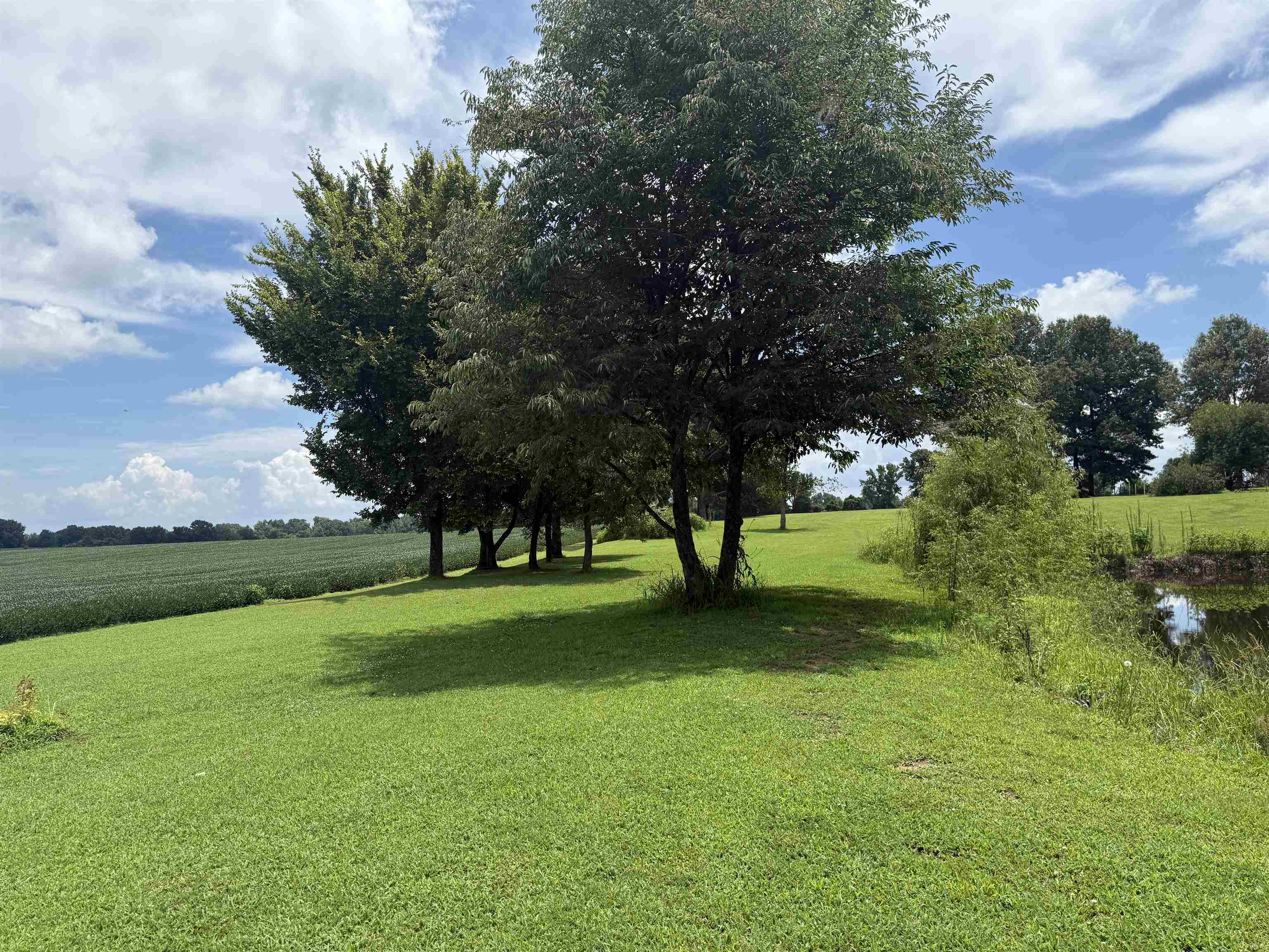 2201 Robert Johnson Road Covington, TN 38019 - Photo 10 of 25 Expansive green lawn with mature trees and a tranquil pond feature